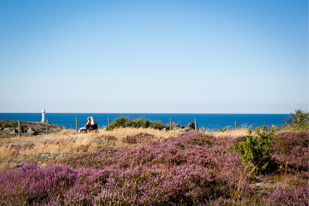 Hästhagabergen med havet i bakgrunden och ljunghed i förgrunden. Två personer sitter på en bänk. Foto: Hidvi Group